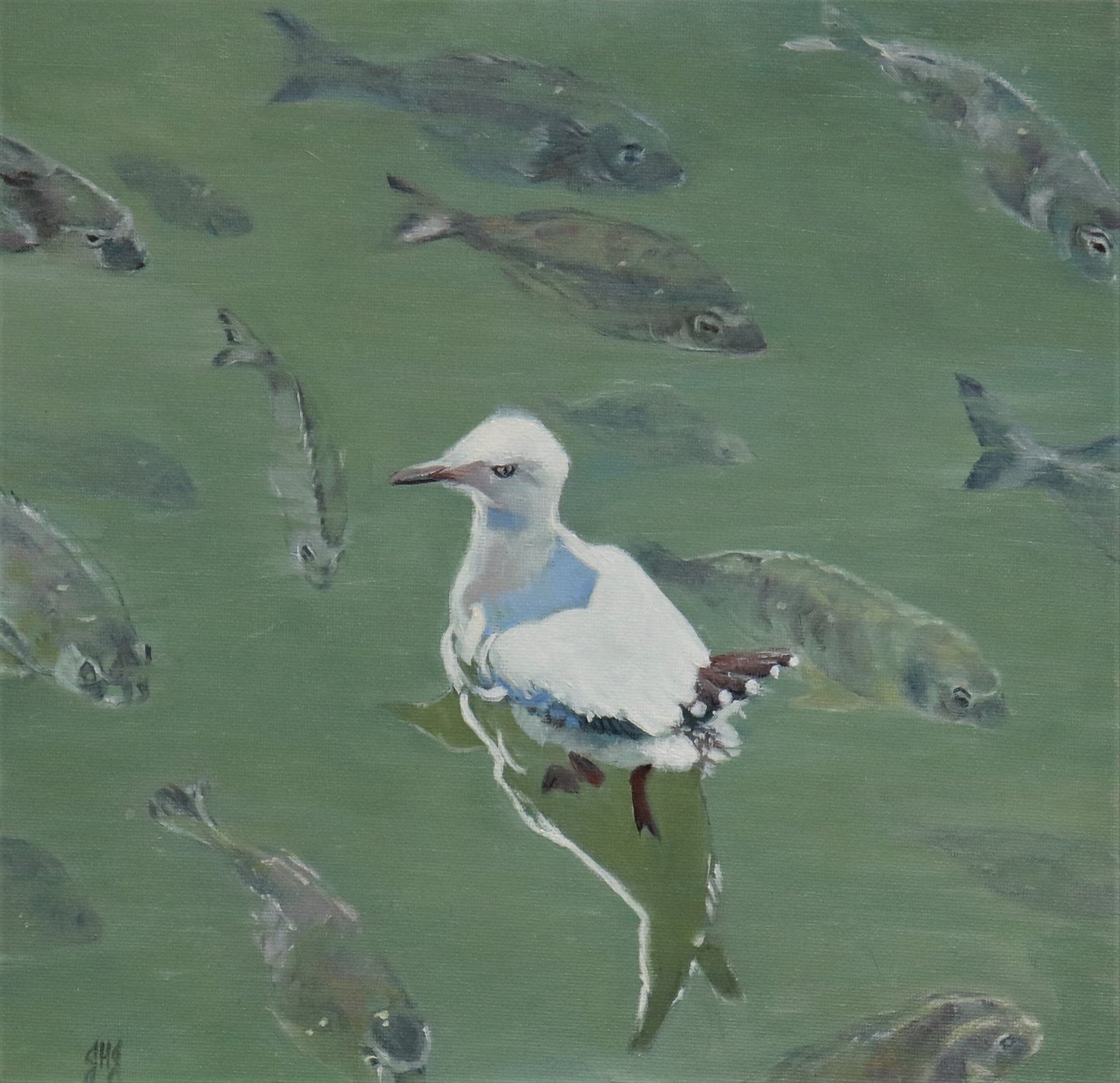 Sea Gull - Bobbin Head