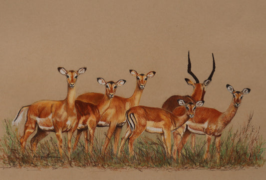 Impala Family