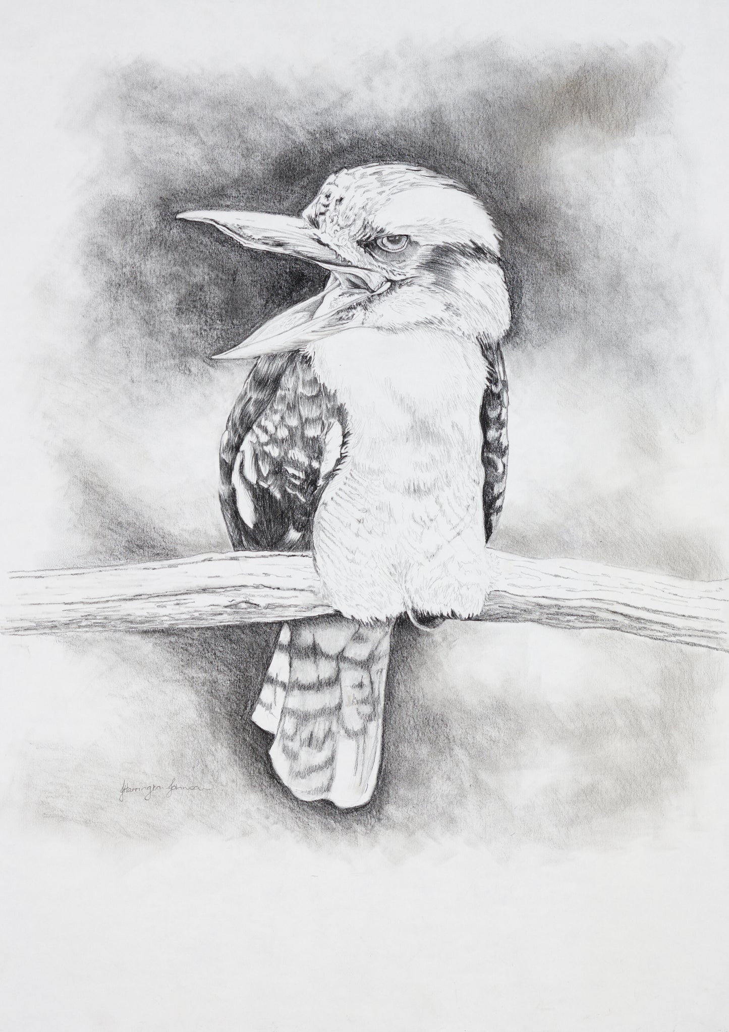 Kookaburra Calling