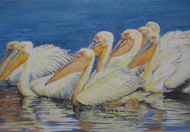 Pelicans