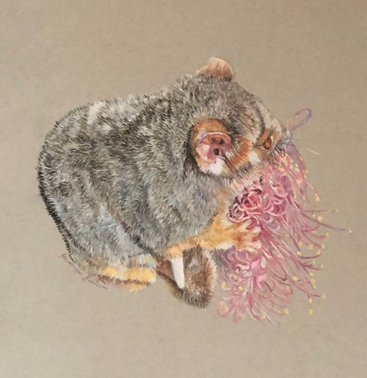 Possum Passion