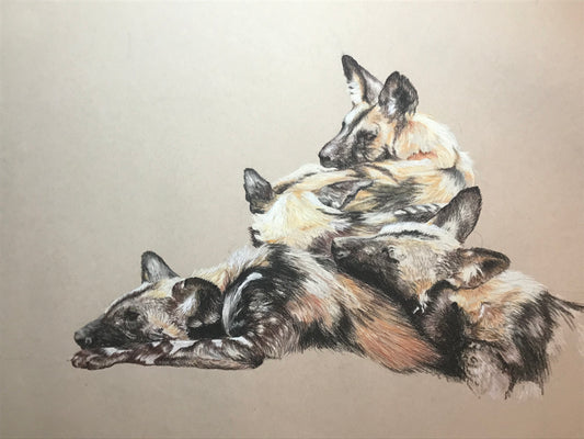 Wild Dogs